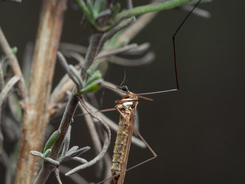 Limoniidae