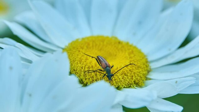 Pseudovadonia livida, the fairy-ring longhorn beetle, is a beetle species of flower longhorns belonging to the family Cerambycidae, subfamily Lepturinae. A beetle on a chamomile flower.