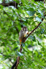 Common Squirrel Monkey (Saimiri sciureus) found in South America
