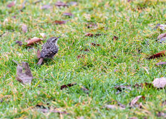 Tree Creeper (Certhia brachydactyla) in El Retiro Park, Madrid
