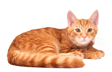 Kot PNG, wycięte tło, rudy kot na przezroczystym tle - obrazy, fototapety, plakaty