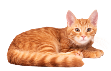 Kot PNG, wycięte tło, rudy kot na przezroczystym tle