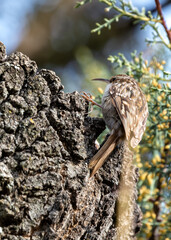 Tree Creeper (Certhia brachydactyla) in El Retiro Park, Madrid