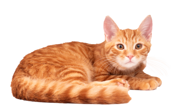 Kot PNG, wycięte tło, rudy kot na przezroczystym tle