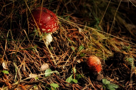 Amanita muscaria in pine forest.