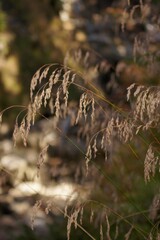Autumn in the mountains