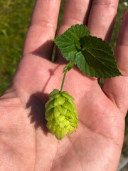 Cone-fruit of green hops on the palm for making beer. Raw materials for the production of alcoholic beverages and a source of odor. Agriculture. Licensed production.