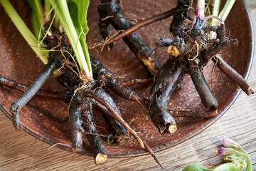 Comfrey or knitbone root on a table