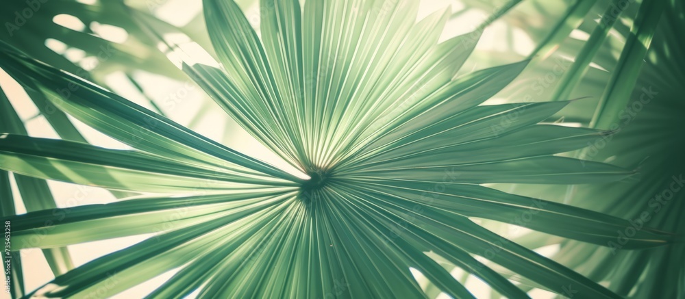 Poster a close up image of a palm tree leaf with sunlight filtering through, showcasing the intricate detai