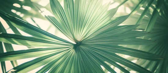 A close up image of a palm tree leaf with sunlight filtering through, showcasing the intricate details of this terrestrial plant from the Arecales order.