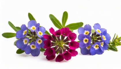 alyssum flower isolated