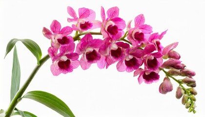 single stem of pink shapdragon flowers isolated on white