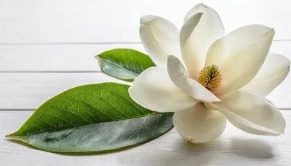 Gordijnen bloomimg white magnolia flower isolated on white background © Pauline