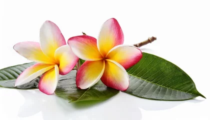 Foto auf Acrylglas tropical flowers frangipani plumeria isolated on white backgro © Pauline