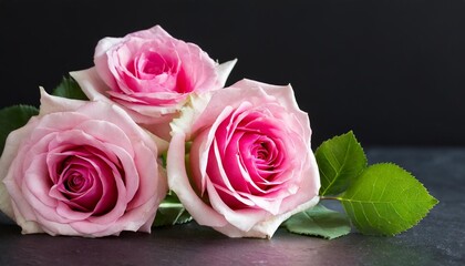 pink roses and leaf isolated on black background can be used for invitations greeting wedding card