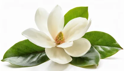 Keuken spatwand met foto bloomimg white magnolia flower isolated on white background © Pauline
