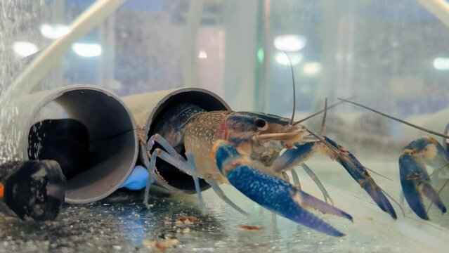 Growing of crayfish. Australian blue crayfish - cherax quadricarinatus in aquarium