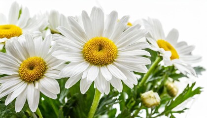 lovely daisy marguerite isolated on white background