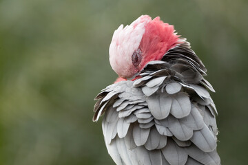 A Galah, an iconic Australian parrot, preening its fluffed up pink and gray feathers as it perches...