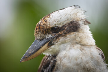 An iconic Laughing Kookaburra sitting in a watchful pose, looking intently for lawn grubs in an urban lawn in this close-up portrait on the Gold Coast in Queensland, Australia.