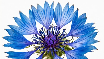 blue cornflower mandala flower kaleidoscope isolated on white