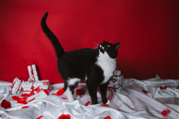 Playful black and white kitten on a red background with gifts