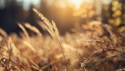 dry autumn grass in a forest at sunset macro image abstract autumn nature background