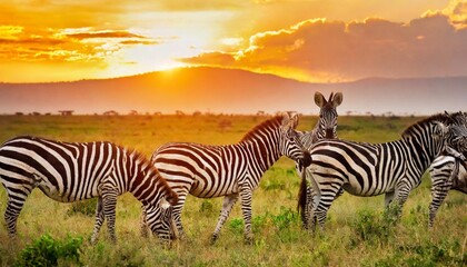 zebras in the african savanna at sunset serengeti national park tanzania africa