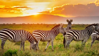 Foto auf Alu-Dibond zebras in the african savanna at sunset serengeti national park tanzania africa © Pauline
