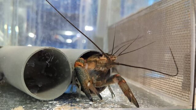 Growing of crayfish. Australian blue crayfish - cherax quadricarinatus in aquarium