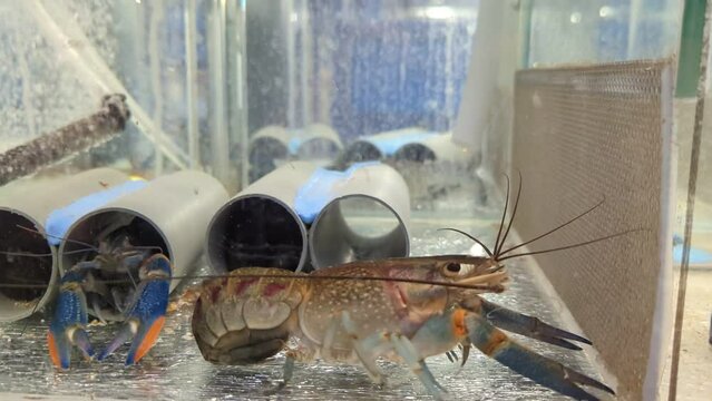 Growing of crayfish. Australian blue crayfish - cherax quadricarinatus in aquarium