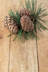 Cedar pine cones with evergreen needle branches on rustic brown wooden board