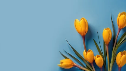 Tuinposter Beautiful yellow crocus flowers on a blue background card © tanya78