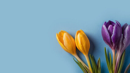Beautiful yellow crocus flowers on a blue background border
