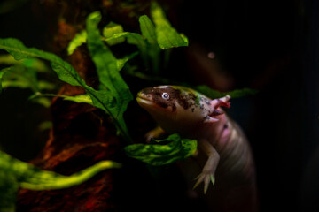 axolotl salamander dig in sand bottom at front glass, funny freshwater domesticated amphibian,endemic of Valley of Mexico, tender coldwater species, low light mood, blurred background, pet shop sale