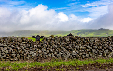Vacas a espreitar por cima do muro nos Açores 