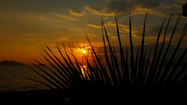 Tropical sunset. Silhouette of a sea sunset through a palm leaf.