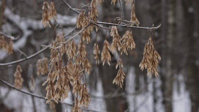 The Fruit Of An Manitoba Maple (Acer Negundo) On A Tree Branch On A Winter Day.