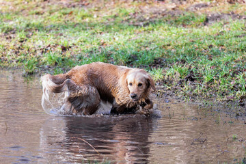 A Golden Retriever with a green collar plays in a mud puddle in a meadow