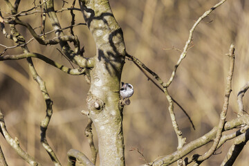 A long-tailed tit sits on a branch in the forest near Siebenbrunn in spring