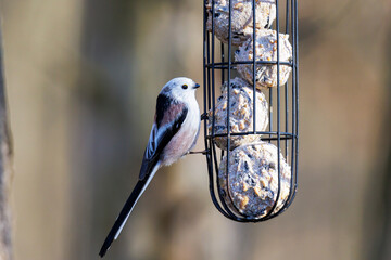 A long-tailed tit sits at a feeder with fat balls in a wire mesh in the forest near Siebenbrunn in...