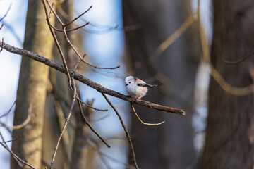 A long-tailed tit sits on a branch in the forest near Siebenbrunn in spring