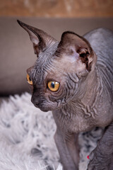 Sphynx hairless cat 4 month kitten male portrait