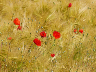 red poppy flowers merged into a mature grain field