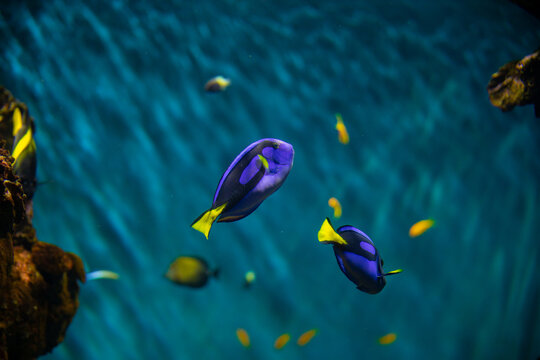 Paracanthurus hepatus blue fish swimming peacefully in water in an aquarium. Corals and anemone around the fish.