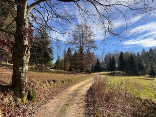Fototapeta premium path in autumn landscape with tree with tourist sign
