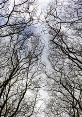 Bosque, ramos sem folhas no inverno