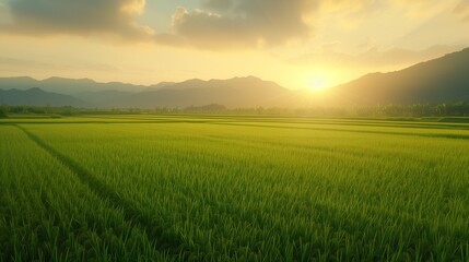 Beautiful green young paddy rice field and wide golden sky in rainy season, natural landscape countryside scene. Farmland scenic. Sunset or sunrise.