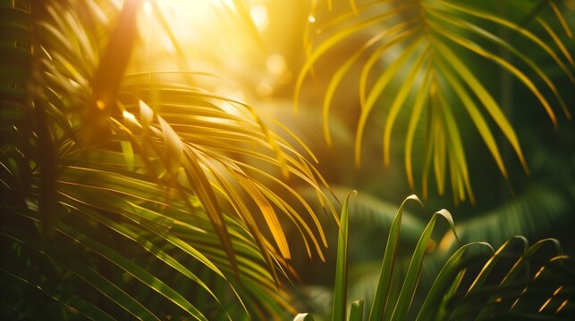 Close-up of lush green tropical vegetation jungle with palm leaves in sunshine, beauty in tropical nature banner concept for wallpaper, travel, vacation
