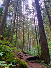 Colorful daylight Forest scene near Bad Teinach Zavelstein Germany